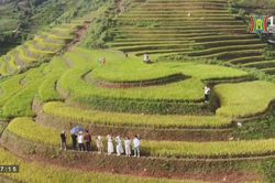 Mùa vàng trên rẻo cao Tây bắc