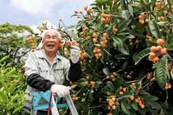 Cuộc sống 'không nghỉ hưu' của người cao tuổi Nhật Bản