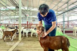 Hứa hẹn nguồn thực phẩm sạch từ nuôi dê thảo dược