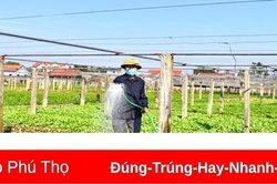 Phát huy vai trò nông dân trong phát triển kinh tế tập thể