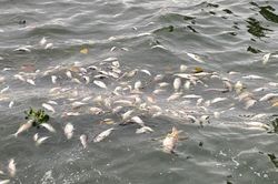 Cá chết lại nổi trắng mặt Hồ Tây