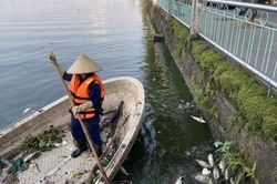 Hà Nội: Khẩn trương khắc phục tình trạng cá chết nổi trắng một góc hồ Tây