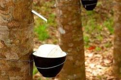 Giá bán cao su biến động khiến TRC sụt giảm mạnh lợi nhuận