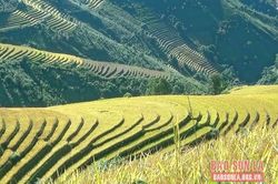 Mùa no ấm nơi vùng cao Xím Vàng