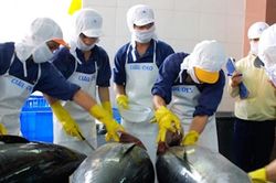 Xuất khẩu cá ngừ năm 2022 dự kiến sớm chạm đỉnh 1 tỷ USD