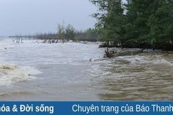 Biển xâm thực gây sạt lở khoảng 15 ha tại xã Hoằng Phụ