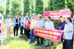 Hội thảo 'Mô hình thâm canh hồ tiêu bền vững' tại Đak Đoa