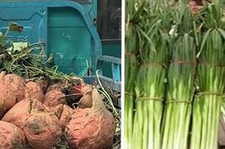 Khoai lang 'siêu to khổng lồ' gây sốc mạng xã hội Trung Quốc