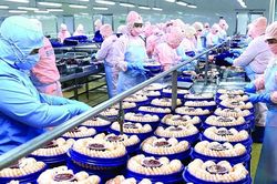 Xuất khẩu tôm tăng ở châu Á, trầm lắng ở thị trường Mỹ, EU