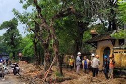 Kinh tế Nông nghiệp - Nông thôn Trồng mới 167 cây xanh tại phố đi bộ Hai Bà Trưng