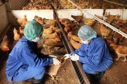 Phát hiện cúm A (H5) trên người sau 8 năm không ghi nhận