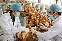 Tăng cường giám sát, xử lý triệt để ổ dịch cúm A/H5