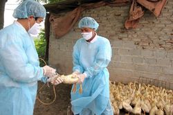 Sau 8 năm, Việt Nam xuất hiện ca cúm A(H5) trên người