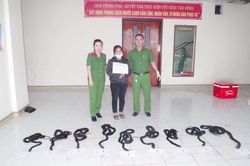 Bắt giữ người phụ nữ mang theo ổ rắn hổ mang chúa 9 con
