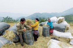 Đồng bào vùng cao Bát Xát tích trữ rơm làm thức ăn cho gia súc trong mùa đông