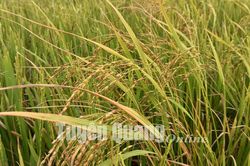 Xuất hiện lúa cỏ, ảnh hưởng đến năng suất, chất lượng lúa trồng