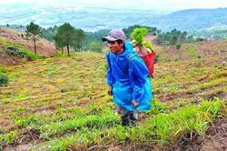 Gia Lai: Nhiều dự án rừng trồng không đạt như kỳ vọng