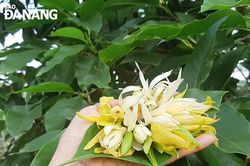 Ký ức quay về thương nhớ hương ngọc lan