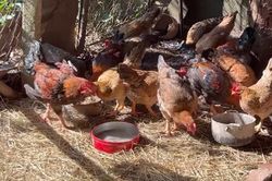 Ngăn chặn dịch cúm gia cầm có nguy cơ lây nhiễm sang người