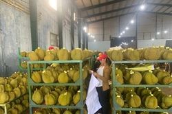 Sầu riêng Đắk Lắk trên con đường xuất khẩu chính ngạch