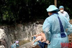 Phát hiện 10 ổ dịch tả lợn châu Phi tại tỉnh Trà Vinh