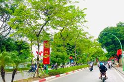 Hà Nội dự kiến thay toàn bộ cây xanh già cỗi, kém thẩm mỹ