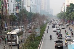 Hà Nội sẽ thay thế hàng loạt cây cong, già cỗi