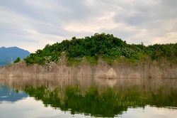 Đàn cò hàng vạn con 'phủ trắng' hồ chứa nước ở Hà Tĩnh