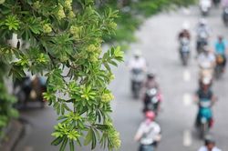 Mùa thu Hà Nội, mùa hoa sữa về