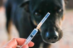 Liên quan ca tử vong do bệnh dại ở huyện Mê Linh, 25 người đã được đưa đi tiêm vaccine