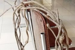 Bảy người nguy kịch do uống nước đun từ thân cây lá ngón