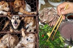 Tử vong vì bệnh dại sau khi tham gia giết mổ chó