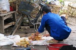 Chủ động phòng chống cúm gia cầm lây nhiễm sang người