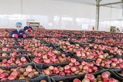 Hàng Việt ở châu Âu khiêm tốn, dù có EVFTA