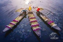 Đẹp nao lòng mùa bông súng trên đồng lũ Mộc Hóa, Long An