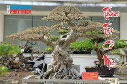 Tôn vinh những giá trị cây cảnh nghệ thuật thông qua nền tảng số