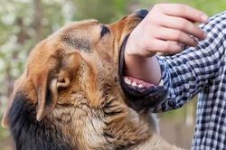 Người đàn ông Hà Nội tử vong vì bệnh dại sau khi tham gia mổ chó