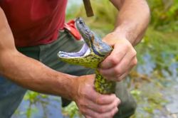 Chạm trán trăn Anaconda khổng lồ ở Amazon
