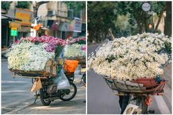 Cúc họa mi chớm đông 'đổ bộ' trên phố Hà Nội