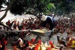 Nguy cơ cao cúm gia cầm lây sang người