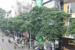 Hà Nội sắp di chuyển loạt cây hoa sữa cổ thụ khỏi phố Nguyễn Chí Thanh?