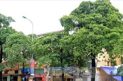 Hà Nội: Loại cây nào thay thế hoa sữa trên phố Nguyễn Chí Thanh?