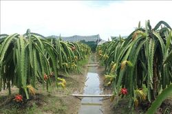 Tiêu thụ khó khăn, nhiều vườn thanh long ở Long An bị bỏ hoang