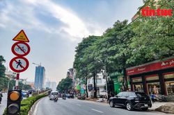 Ngắm 80 cây hoa sữa bị đề nghị di dời vì mùi hương nồng nặc