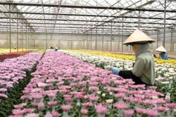 Công nghệ cao tạo đà bứt phá xây dựng huyện nông thôn mới kiểu mẫu