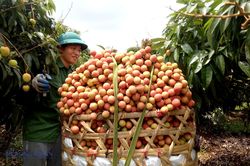 Hải Dương: Giá trị vải thiều Thanh Hà năm 2022 tăng 200 tỷ đồng