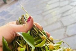 Thứ mọc bờ bụi ở Việt Nam, dân hái bán thành đặc sản