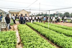 Tăng cường quản lý giống cây lâm nghiệp