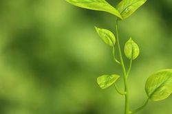 Tế bào gốc noãn thực vật - Giải pháp trẻ hóa da từ cấp độ tế bào