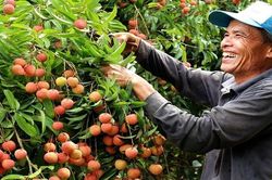 Giá bán tăng, vải thiều Thanh Hà thu về hơn ngàn tỷ trong năm 2022
